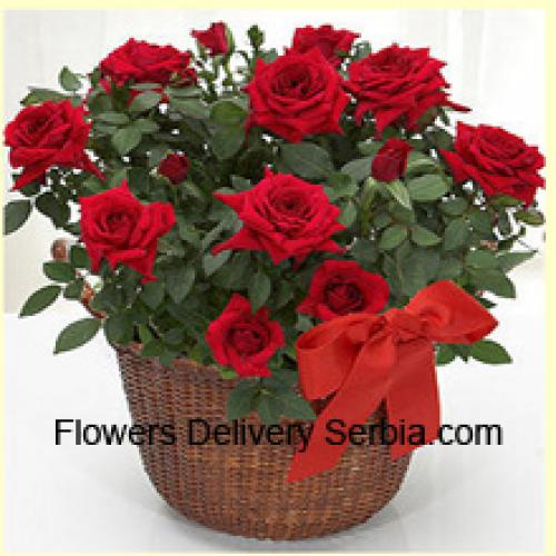 19 Graceful Red Roses