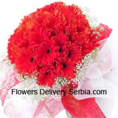 Cute 37 Red Gerberas