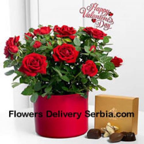 25 Red Roses with Yummy Godiva Chocolates